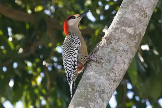 Dokumentasi Melanerpes superciliaris