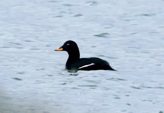 Dokumentasi Melanitta fusca