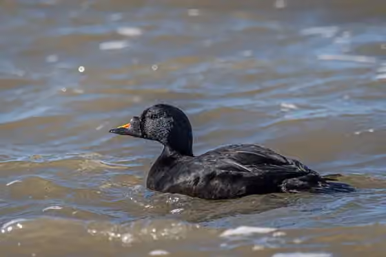 Dokumentasi Melanitta nigra