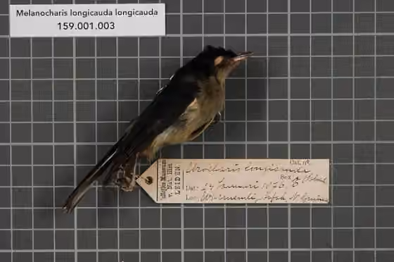 Spesimen museum Melanocharis longicauda