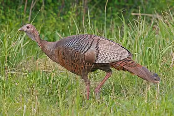 Dokumentasi Meleagris gallopavo
