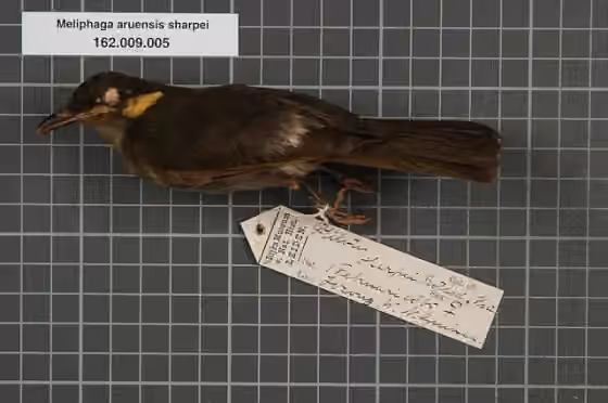 Spesimen museum Meliphaga aruensis