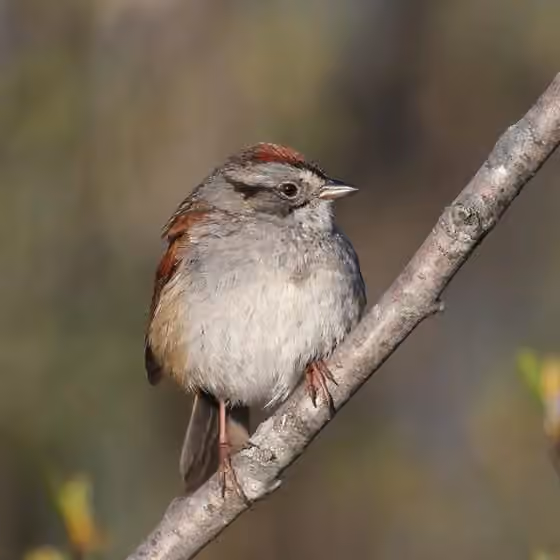 Dokumentasi Melospiza georgiana