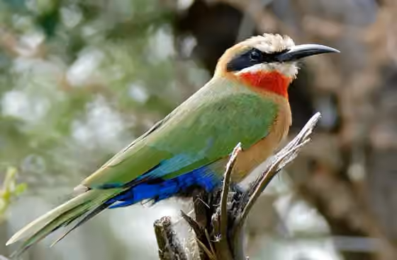 Dokumentasi Merops bullockoides