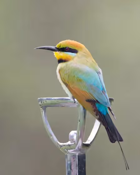 Dokumentasi Merops ornatus