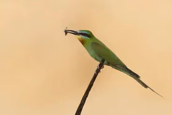 Dokumentasi Merops persicus