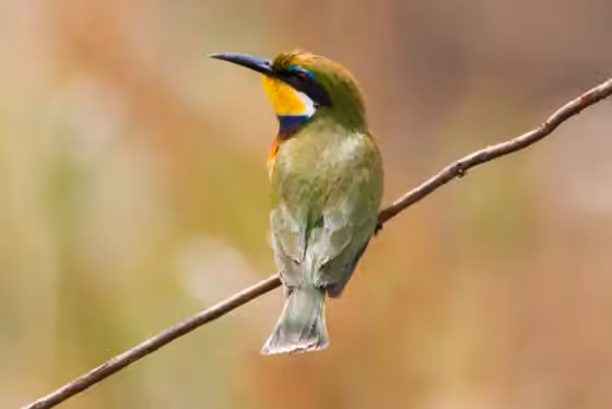 Dokumentasi Merops variegatus