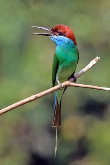 Dokumentasi Merops viridis