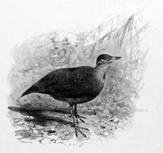 Ilustrasi Mesitornis variegatus