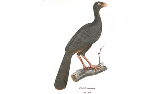 Ilustrasi Mitu tomentosum