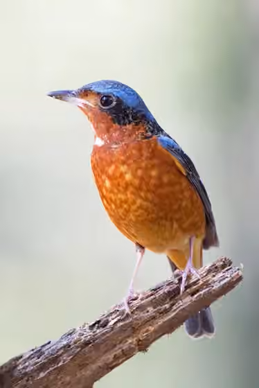 Dokumentasi Monticola gularis