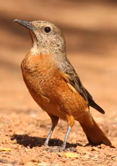 Dokumentasi Monticola rupestris