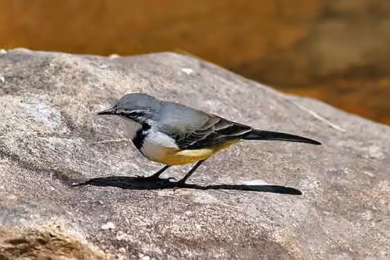 Dokumentasi Motacilla flaviventris
