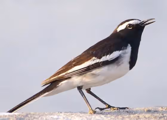 Dokumentasi Motacilla maderaspatensis