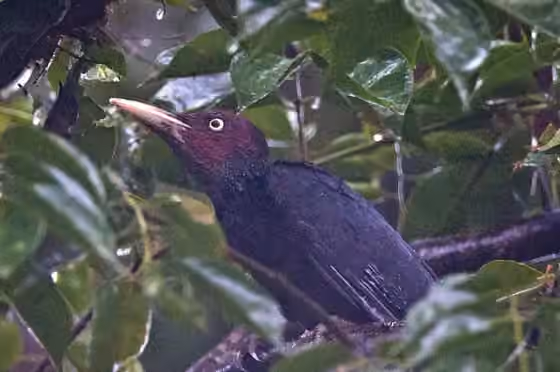 Dokumentasi Mulleripicus funebris