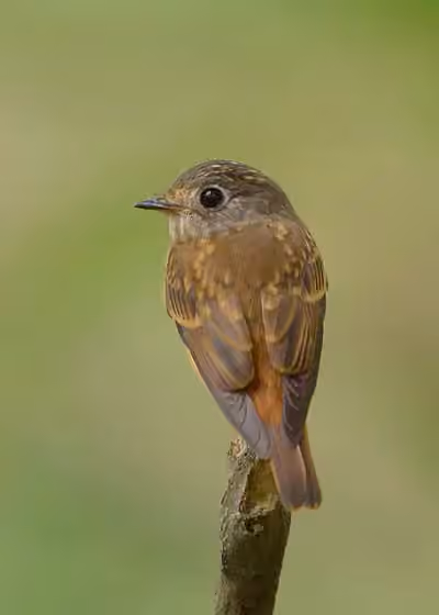 Dokumentasi Muscicapa ferruginea