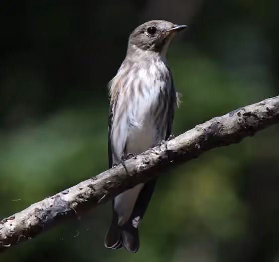 Dokumentasi Muscicapa griseisticta