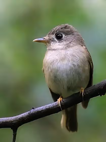 Dokumentasi Muscicapa muttui