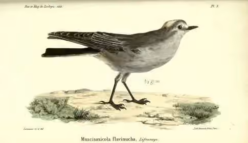 Ilustrasi dokumenter Muscisaxicola flavinucha
