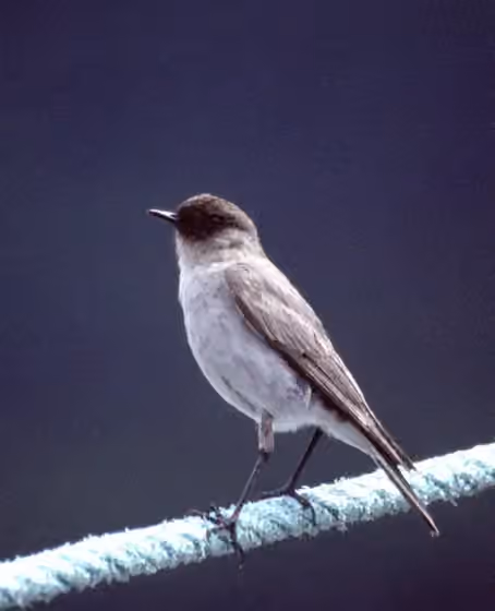 Dokumentasi Muscisaxicola maclovianus