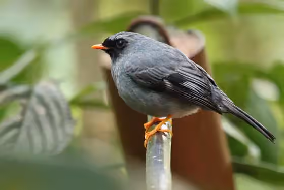 Dokumentasi Myadestes melanops