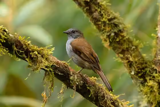 Dokumentasi Myadestes ralloides