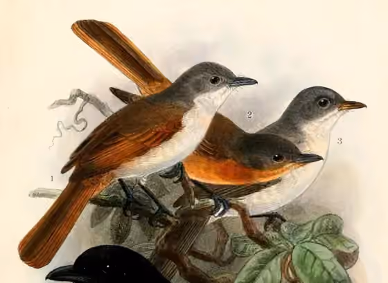 Ilustrasi Myiagra ferrocyanea pada burung nomor 1 di kiri dan nomor 3 di kanan, bersama Myiagra cervinicauda di tengah.