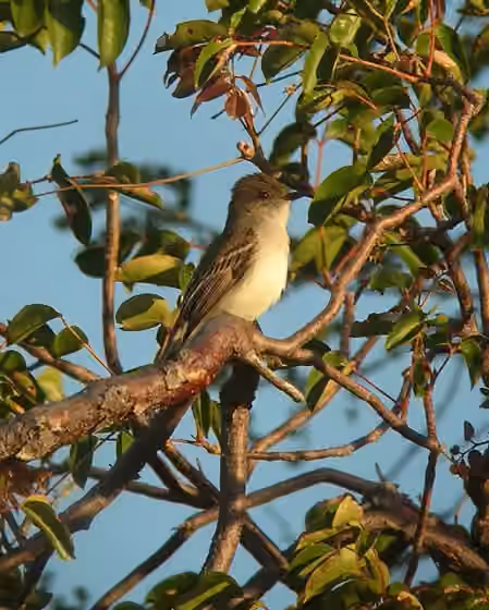 Dokumentasi Myiarchus antillarum