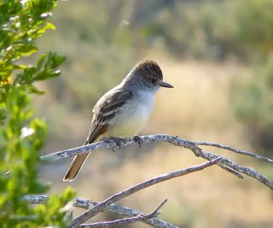 Dokumentasi Myiarchus cinerascens