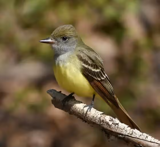 Dokumentasi Myiarchus crinitus