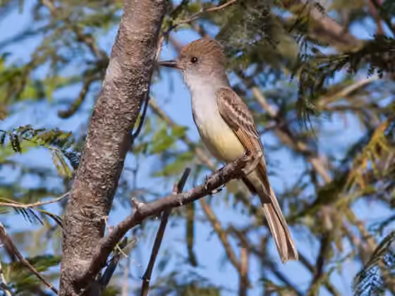 Dokumentasi Myiarchus nuttingi