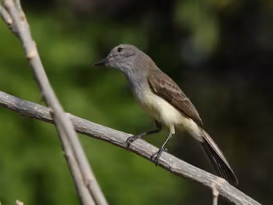 Dokumentasi Myiarchus panamensis