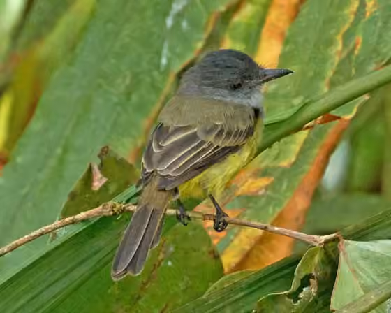 Dokumentasi Myiarchus phaeocephalus