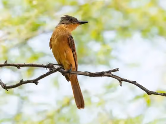 Dokumentasi Myiarchus semirufus
