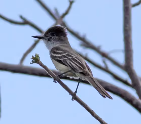 Dokumentasi Myiarchus stolidus