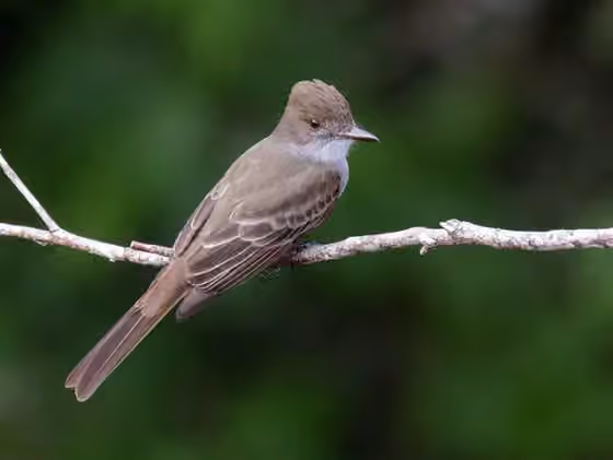 Dokumentasi Myiarchus swainsoni
