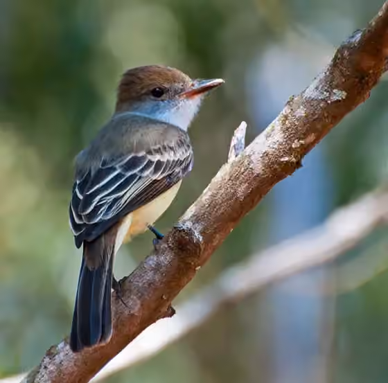 Dokumentasi Myiarchus tyrannulus