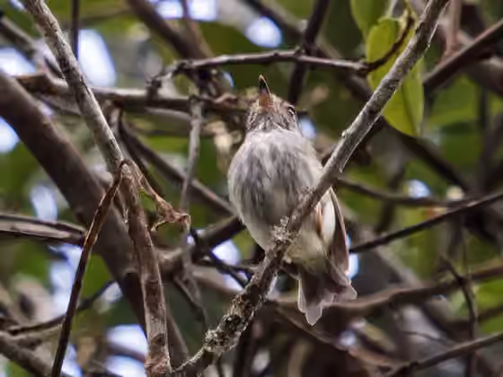 Dokumentasi Myiornis albiventris