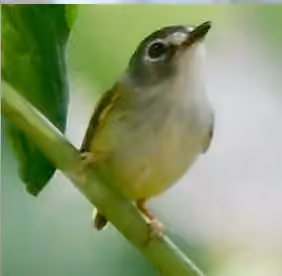 Dokumentasi Myiornis atricapillus