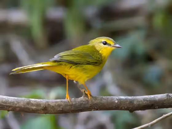 Dokumentasi Myiothlypis flaveola