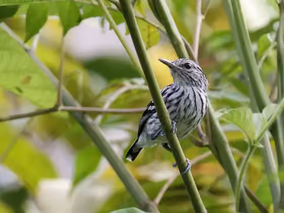 Dokumentasi Myrmotherula pacifica