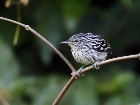 Dokumentasi Myrmotherula surinamensis