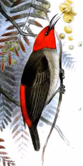 Ilustrasi Myzomela adolphinae