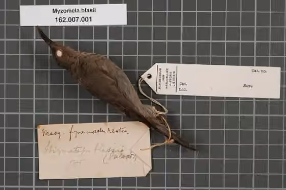 Spesimen museum Myzomela blasii