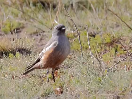 Dokumentasi Neoxolmis rufiventris