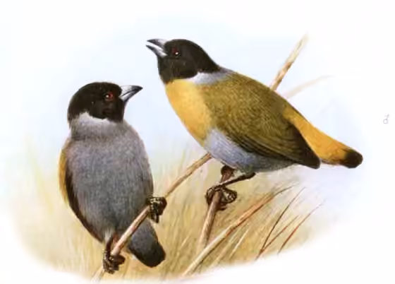 Ilustrasi dokumenter Nesocharis shelleyi pada pelat dengan beberapa figur burung