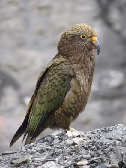 Dokumentasi Nestor notabilis