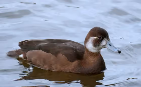 Dokumentasi Netta erythrophthalma