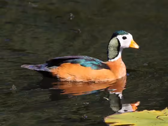 Dokumentasi Nettapus auritus