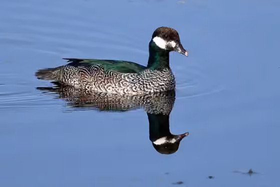 Dokumentasi Nettapus pulchellus